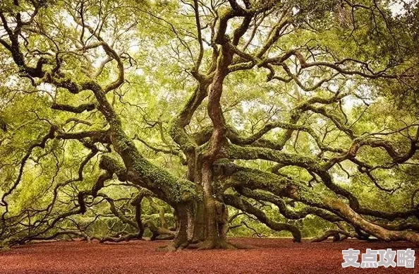 探索奇幻树世界的神秘自然奥秘