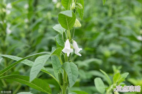 植物大战僵尸杂交版冒险模式70关全攻略：通关技巧与策略分享